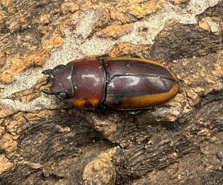 【WD】《ラテラリスノコギリ亜種アダチ 44.5mm ペア》