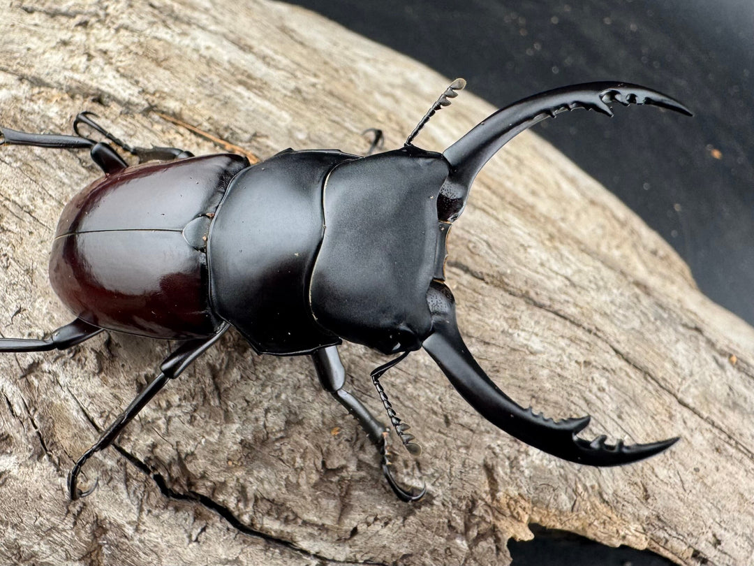 【WD】《アローコクワ原名亜種 臨滄市産 53mm ペア》