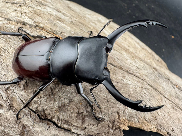 【WD】《アローコクワ原名亜種 臨滄市産 53mm ペア》