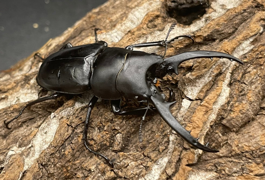 【WD】《フォルフィクラノコギリ（マルバネノコギリ） 55mm A’品ペア》