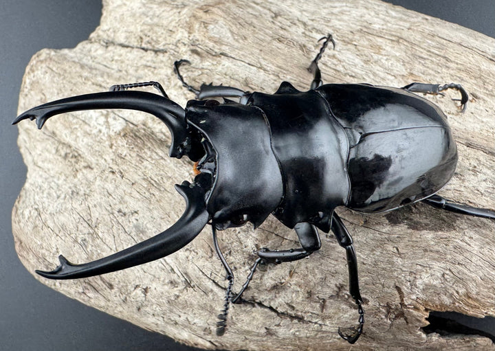 【WD】《ダールマンツヤクワガタ亜種celebensis 84mm ペア》