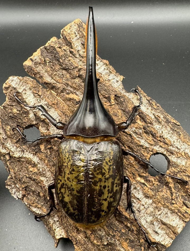 《ヘラクレス・ヘラクレス 121mm ペア》