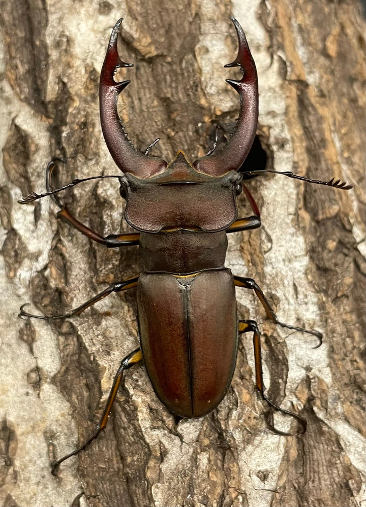 【WD】《フォントミヤマクワガタ 60mm ペア》