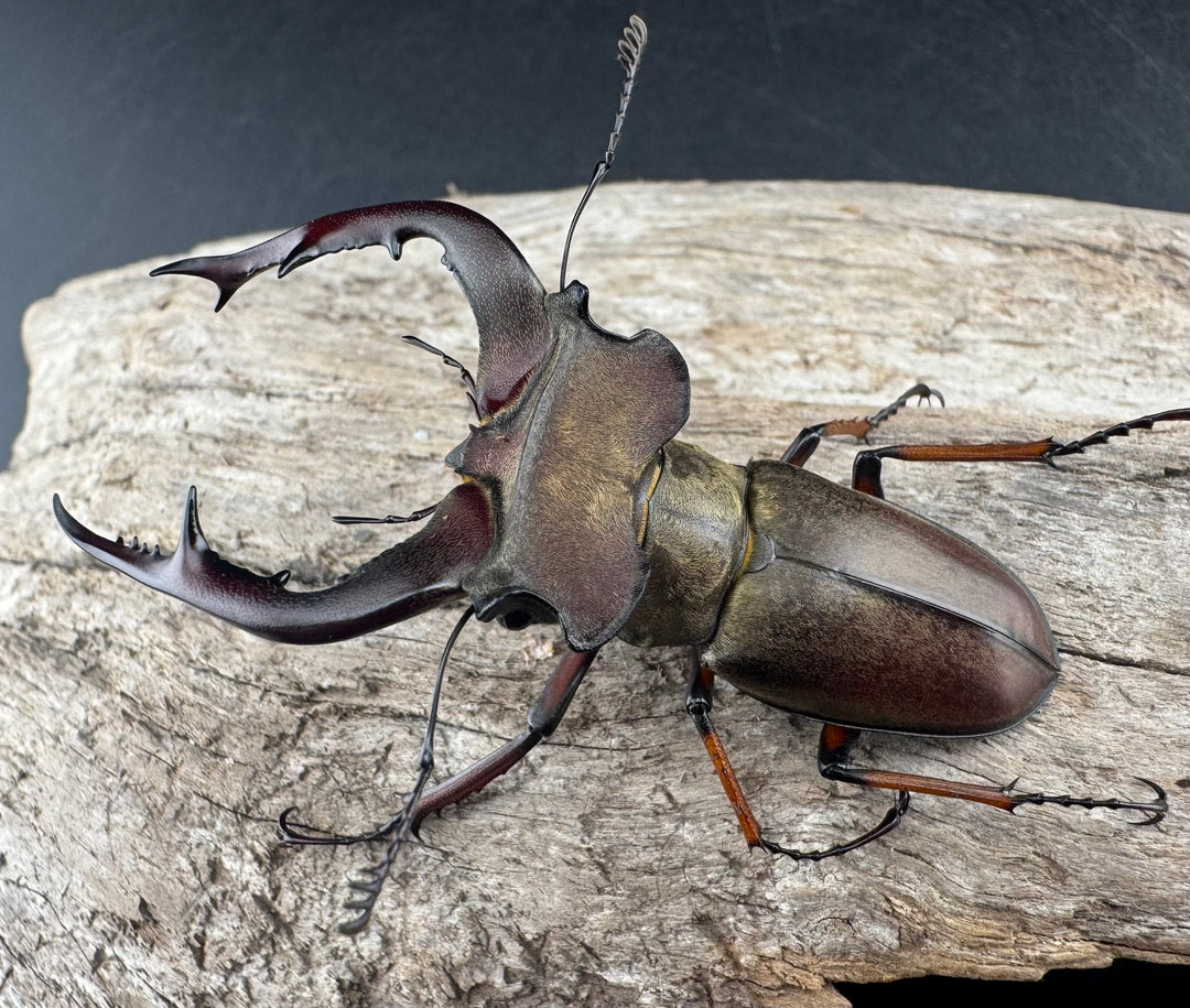 【WD】《グラディウスミヤマ 60.5mm ペア》