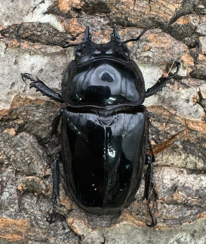 《タランドゥスオオツヤクワガタ 76.5mm ペア》