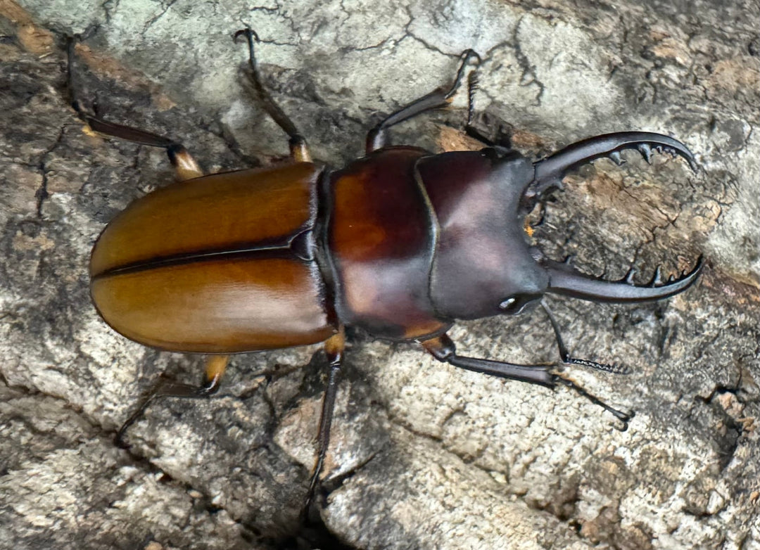 【WF1】《ブルイジンノコギリ タリアブ島産 38mm ペア》Moro氏ブリード個体