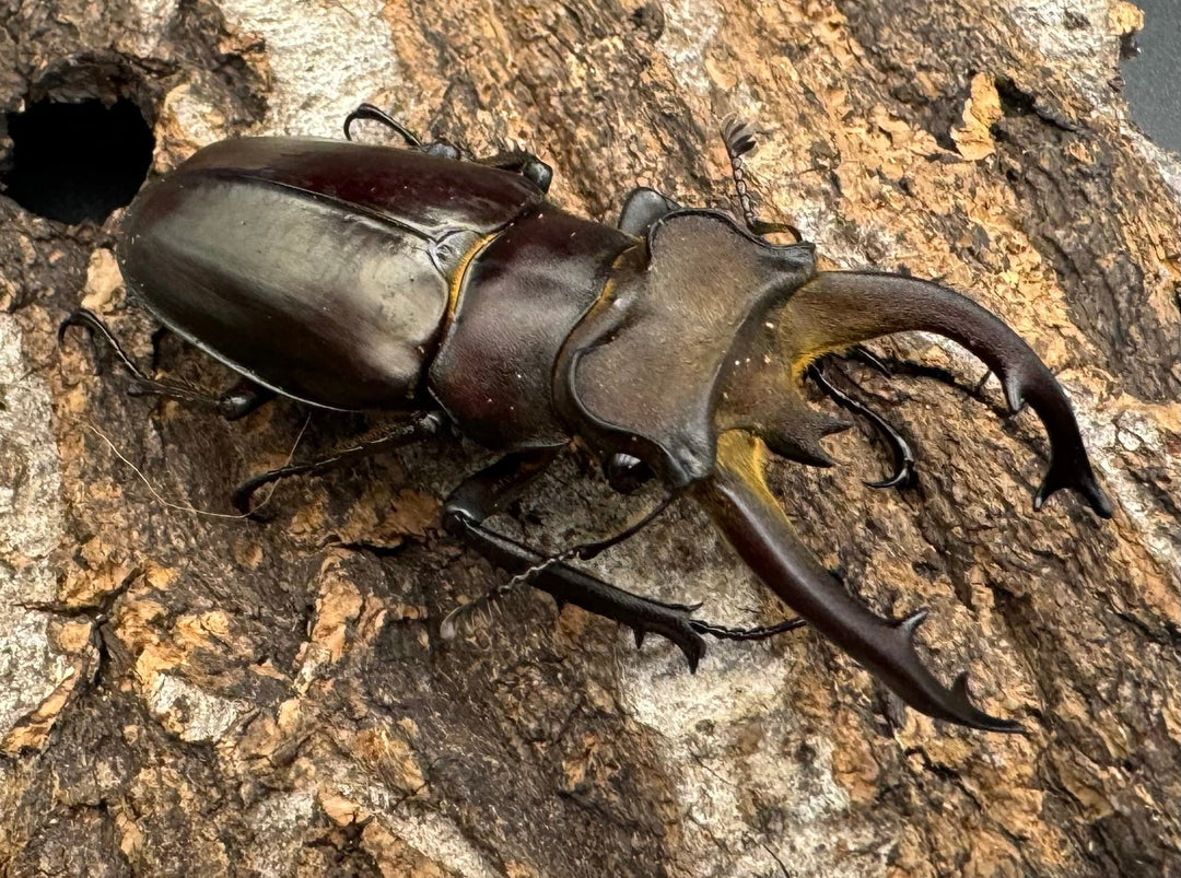 【WD】《フライミヤマクワガタ 56mm ペア》