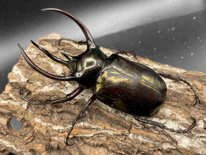 【WD】《ミンダナオアトラスオオカブト 90mmUP ペア》②