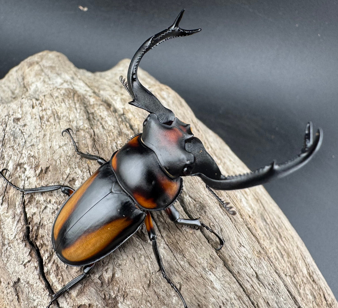 【WD】《スペキオススシカクワガタ 56mm ペア》