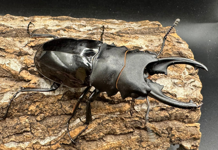 【WD】《ベリコサツヤクワガタ 80mm ペア》