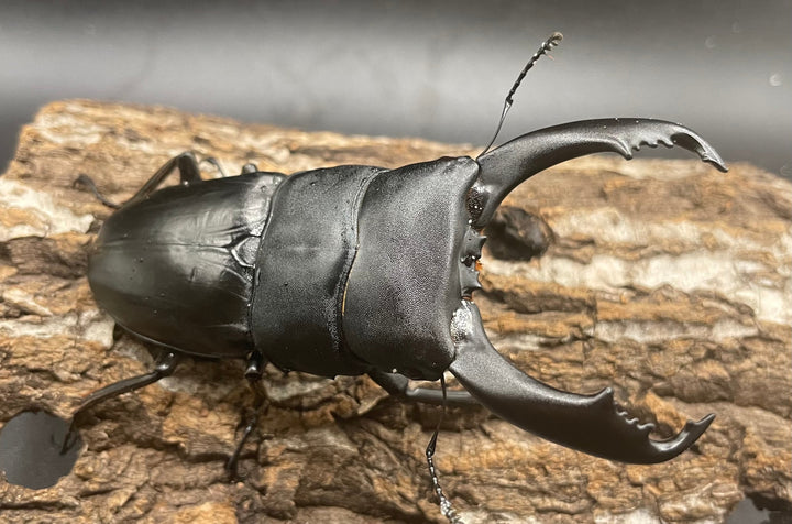 【WD】大型《南カマリネスヒラタ 93mm ペア》