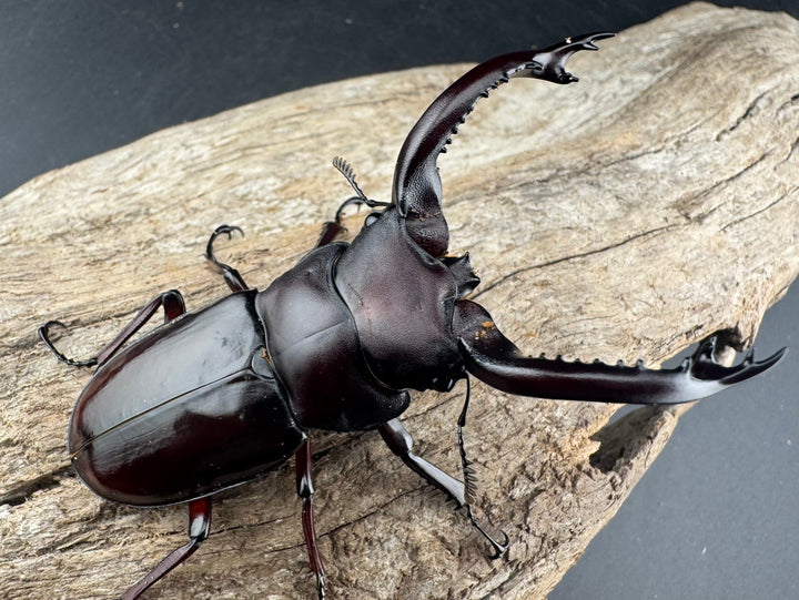 《フォルスターフタマタ原名亜種 73mm ペア》