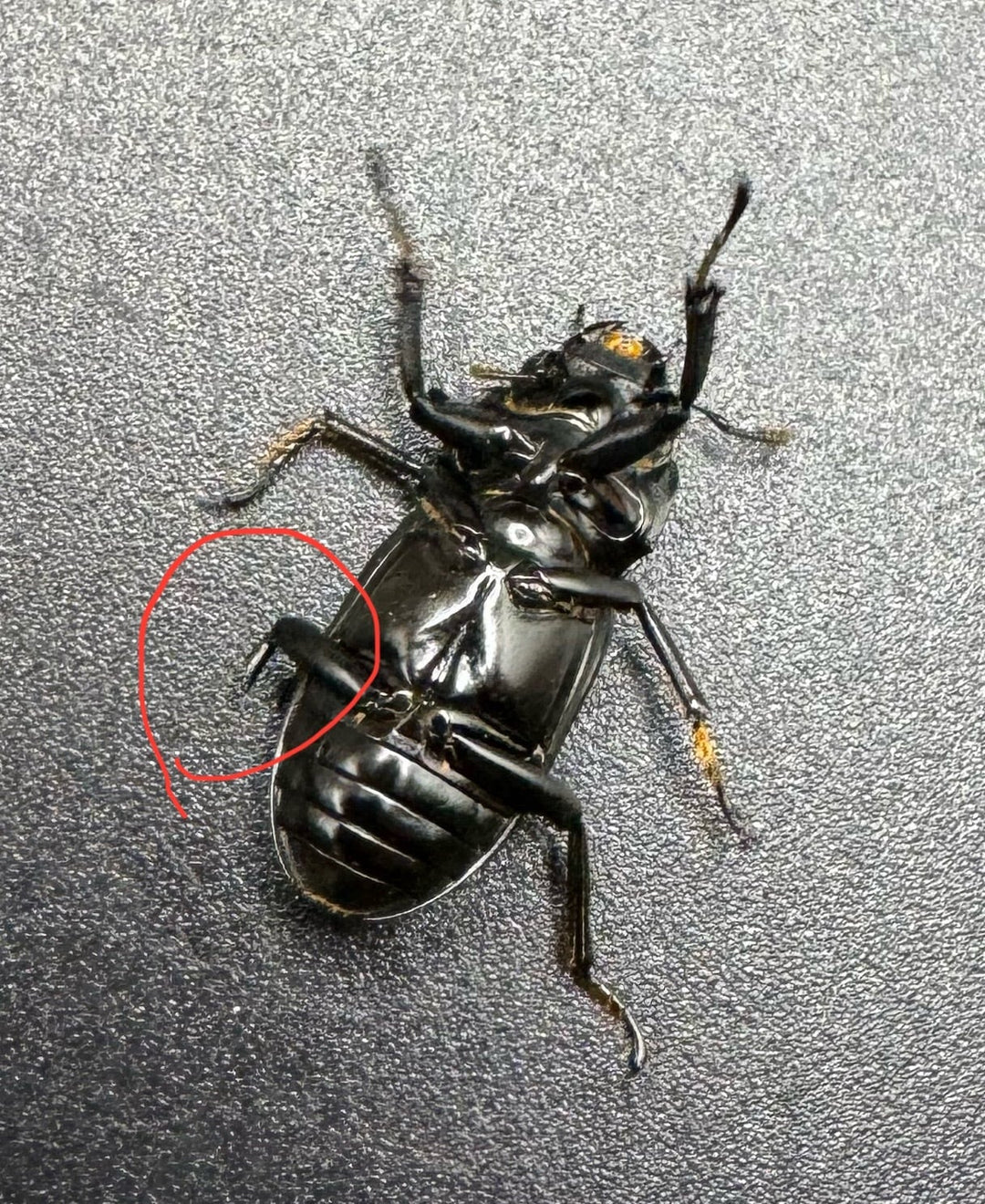 【WD】《ドルクス タオ 27mm B品ペア》