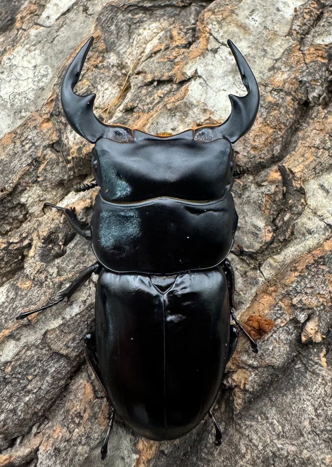 《インドアンタエウス タイガーヒル産 70mm ペア》