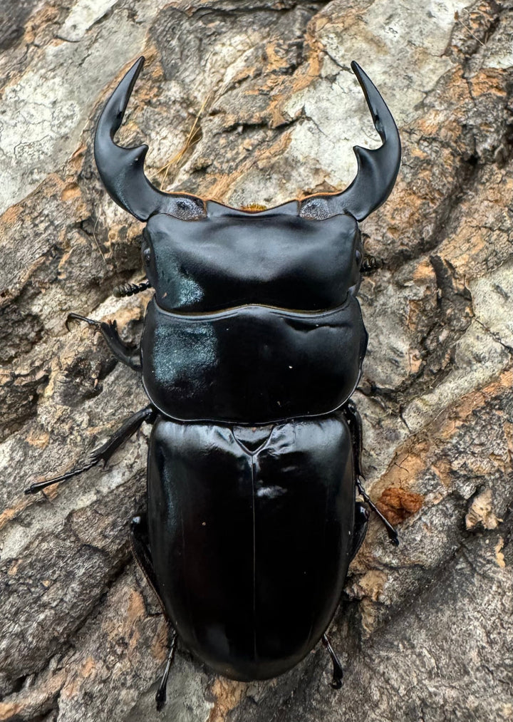 《インドアンタエウス タイガーヒル産 70mm ペア》