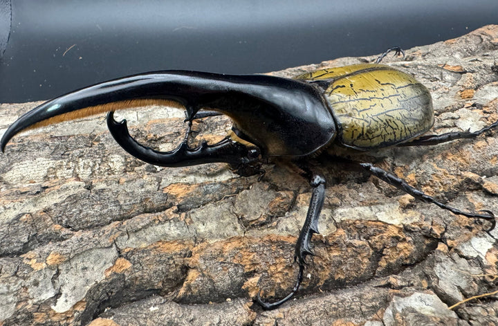 《ヘラクレス・ヘラクレス 143mm ペア》