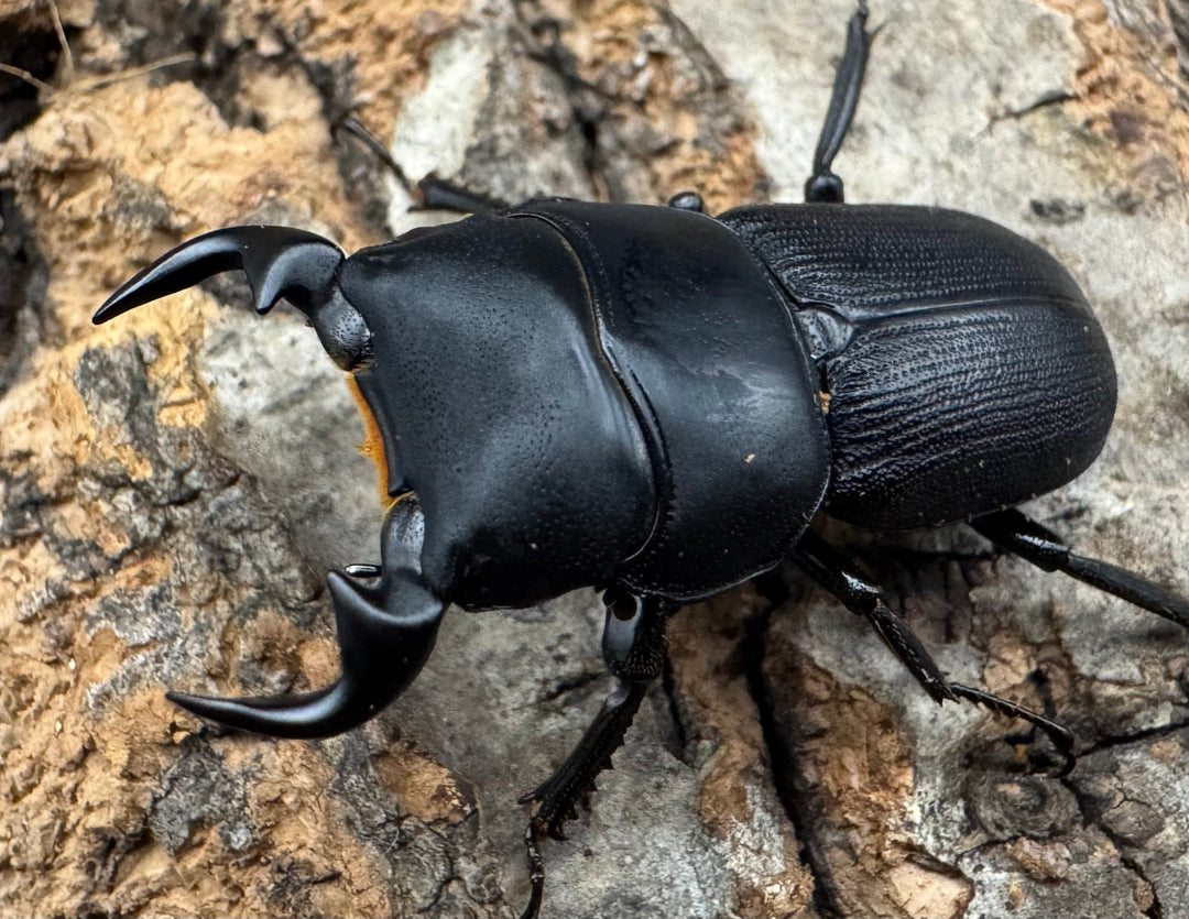 【WD】《ドルクスリンビン 32mm ペア》