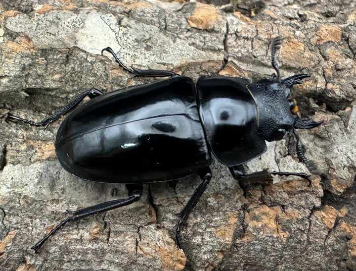 【WD】《コンフキウスノコギリ 広東省産 42mm ♀単》