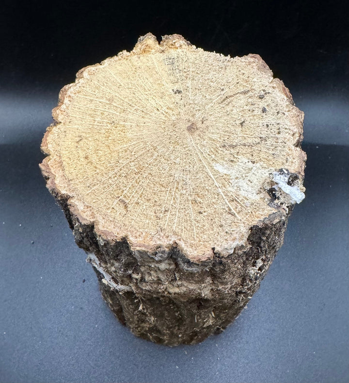 【3年物】産卵木 クヌギ材 Mサイズ 1本