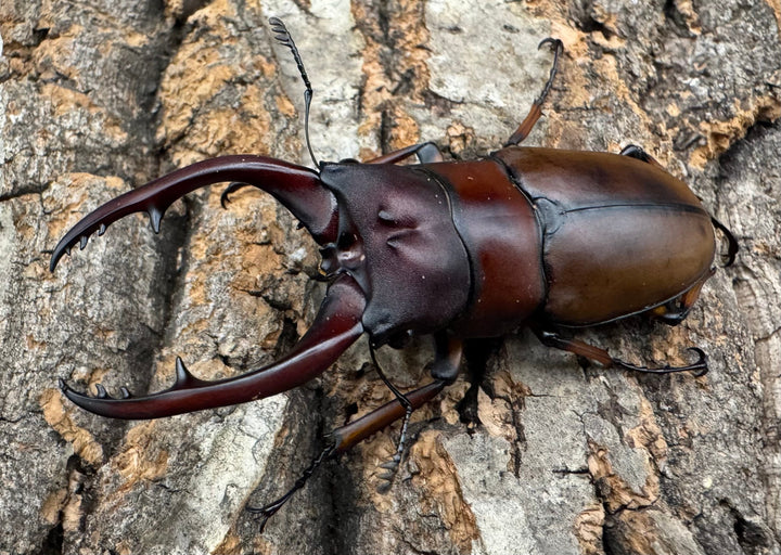 【WD】《アスタコイデスノコギリ ベンクール産 63.5mm ペア》