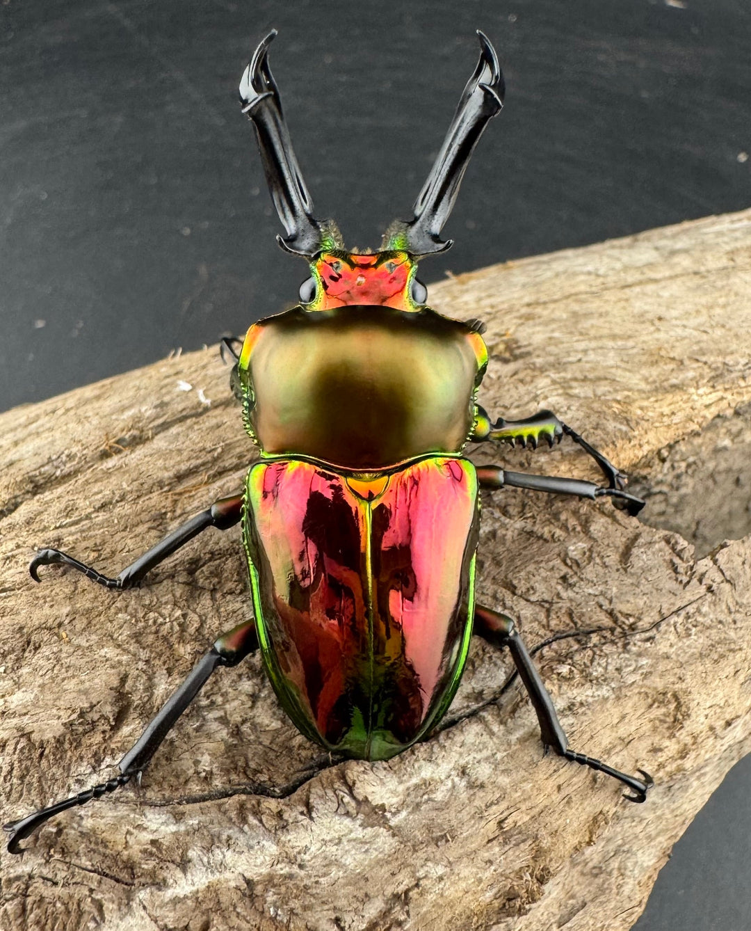 《ニジイロクワガタ 53mm ペア》