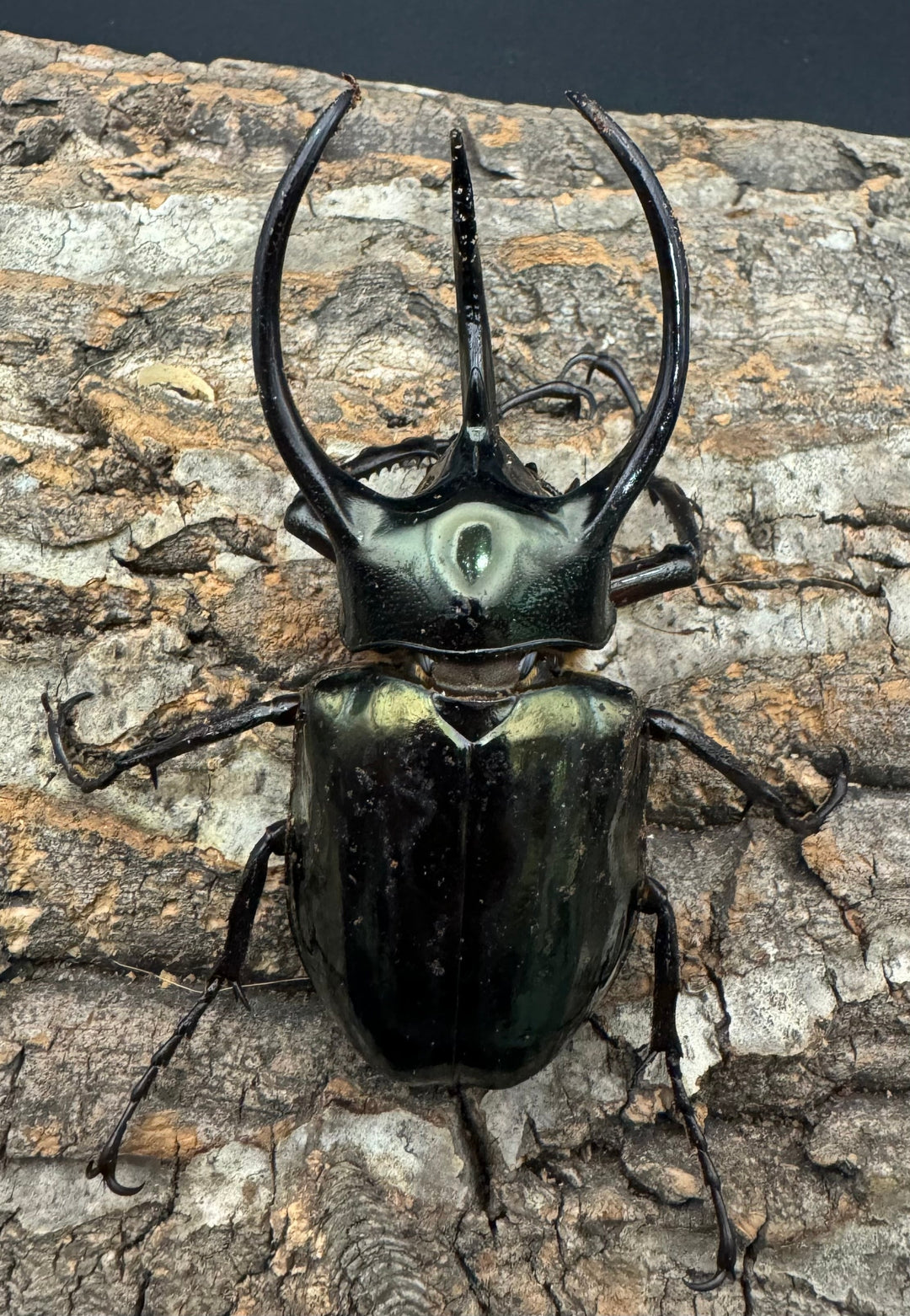 【WD】《ミンダナオアトラスオオカブト 90mm ペア》