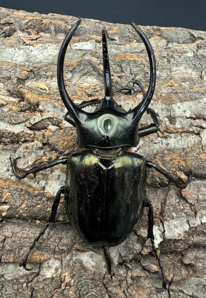 【WD】《ミンダナオアトラスオオカブト 90mm ペア》