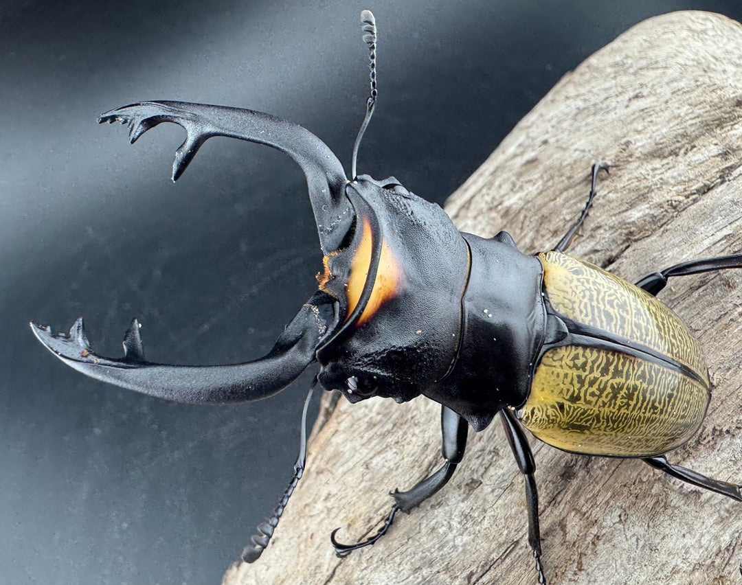 【WD】《スペクタビリスツヤクワガタ 77mm ペア》