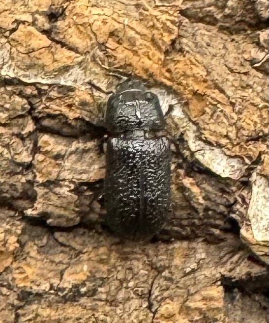 【WD】《ウンナンイッカククワガタ ペア》