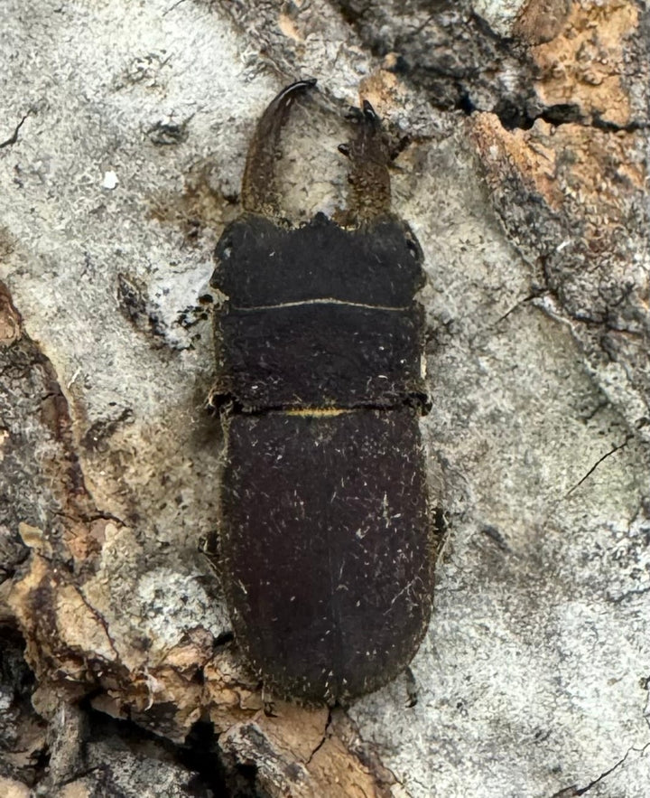 《スクアリドゥスソリアシサビクワ Free ペア》わたくわ氏ブリード個体