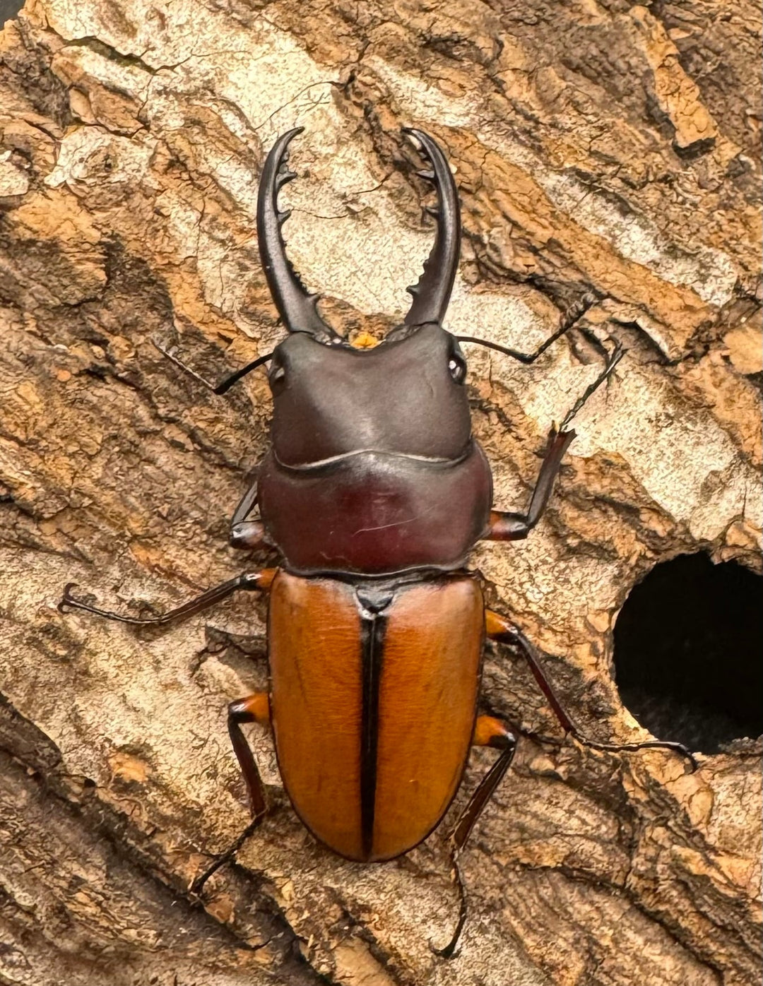 【WD】《ブルイジンノコギリクワガタ 40mm ペア》