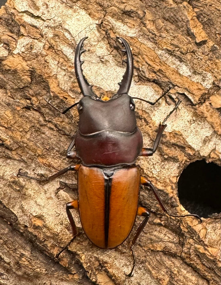 【WD】《ブルイジンノコギリクワガタ 40mm ペア》