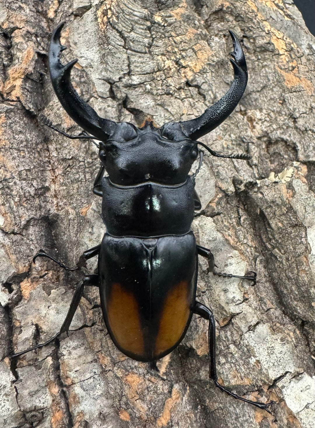 【WD】《セアカフタマタ（パリーフタマタ） 71mm A'品ペア》