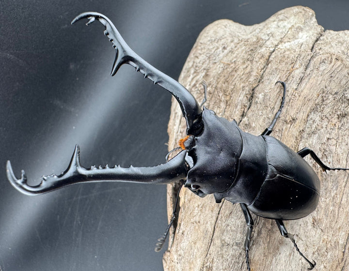 【WD】《 ギラファノコギリ亜種ケイスケ 107.5mm ペア》