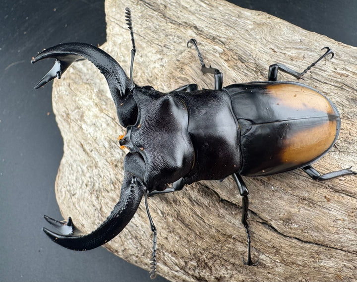 【WD】《セアカフタマタ（パリーフタマタ） 83mm A’品ペア》