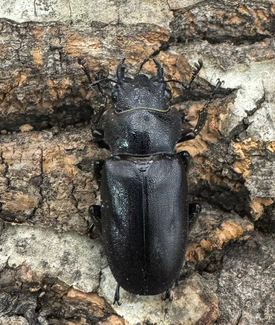 【美麗】《メタリフェルホソアカ 77mm ペア》わたくわ氏ブリード個体