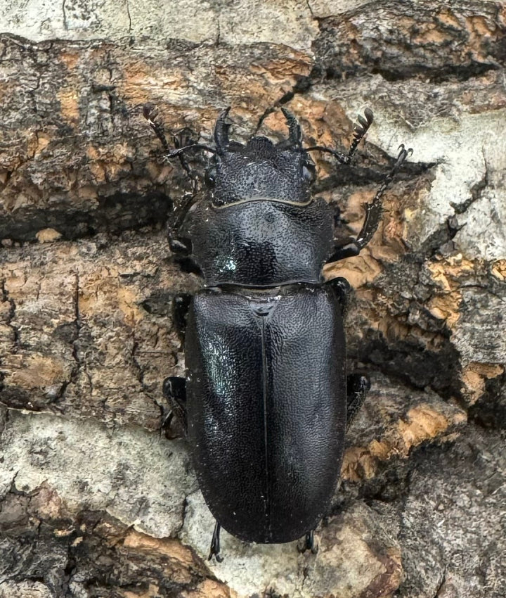 【美麗】《メタリフェルホソアカ 77mm ペア》わたくわ氏ブリード個体