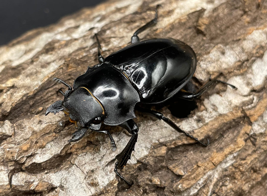 【WD】大型大歯《インターメディアツヤクワガタ 90mmUP ペア》