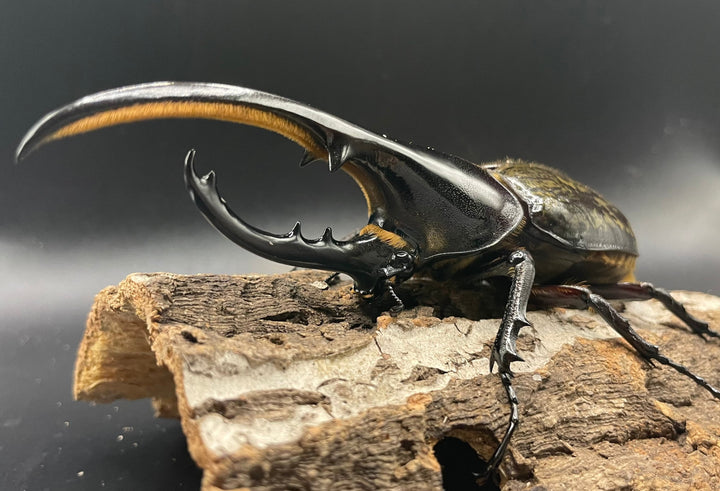 《ヘラクレス・ヘラクレス 126mm ペア》