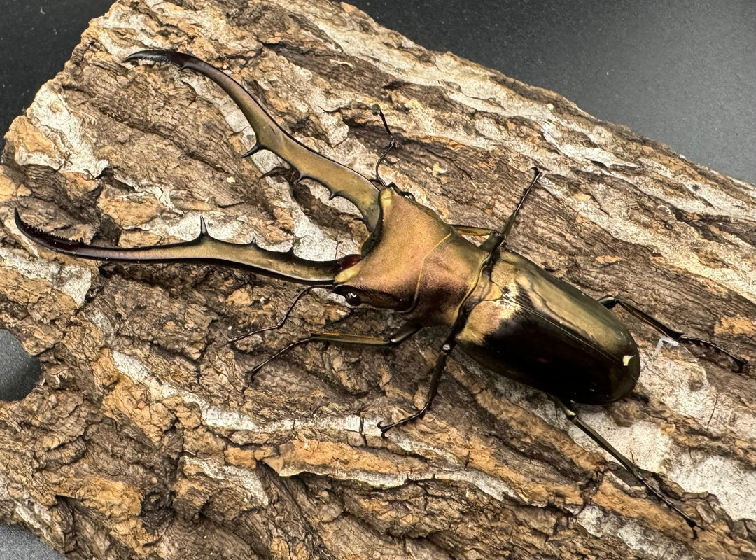 【WD】《メタリフェルホソアカ 87.5mm ペア》