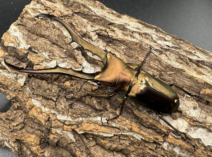 【WD】《メタリフェルホソアカ 87.5mm ペア》