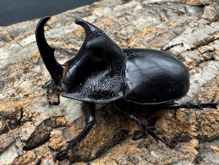 【WD】《オオツノメンガタカブト 59mm ペア》