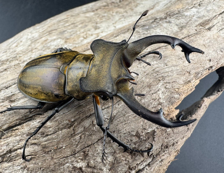 【WD】《セリケウスミヤマ ssp. 61mm ペア》