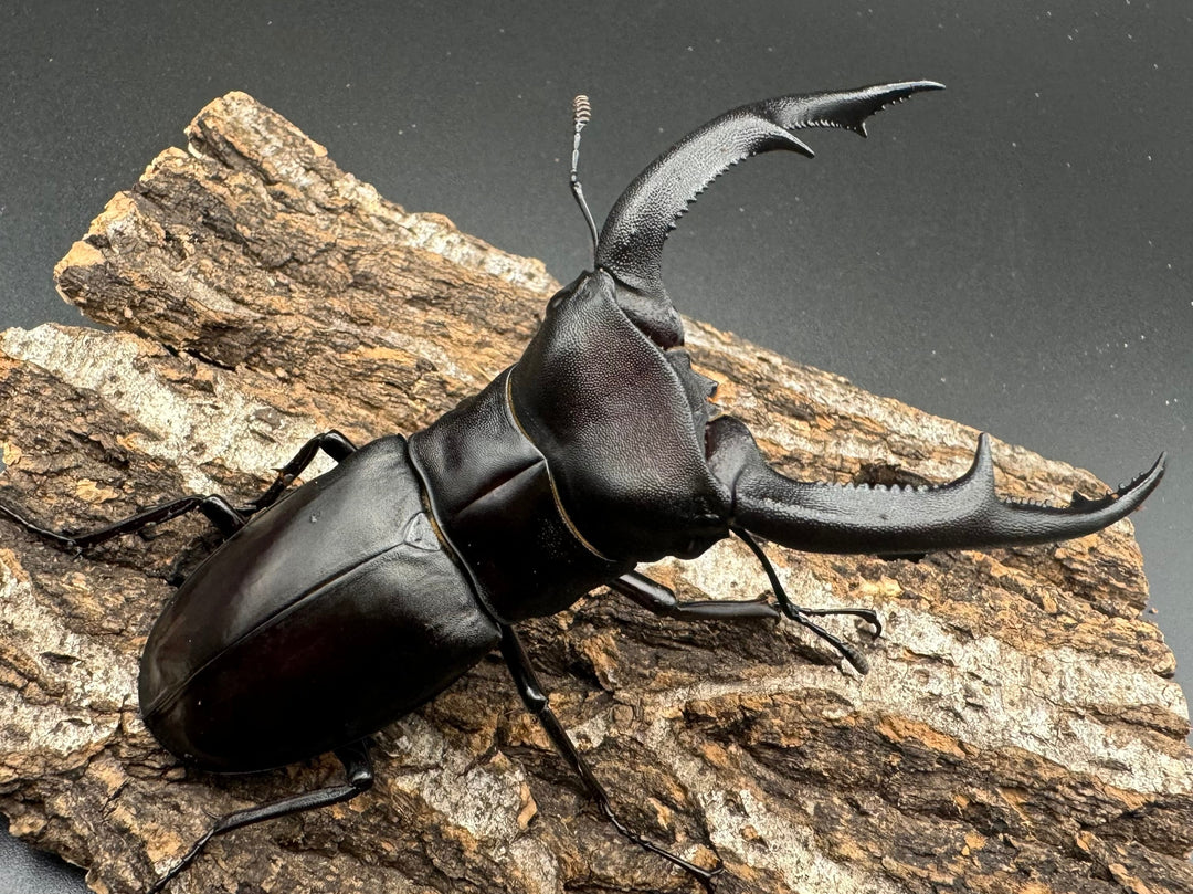 【WD】《マンディブラリスフタマタ 97.5mm ペア》