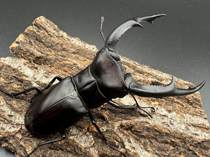 【WD】《マンディブラリスフタマタ 97.5mm ペア》