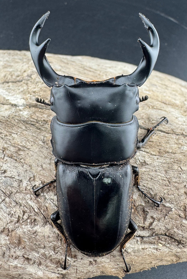 【WD】《クルビデンスオオクワ原名亜種 70mm ペア》