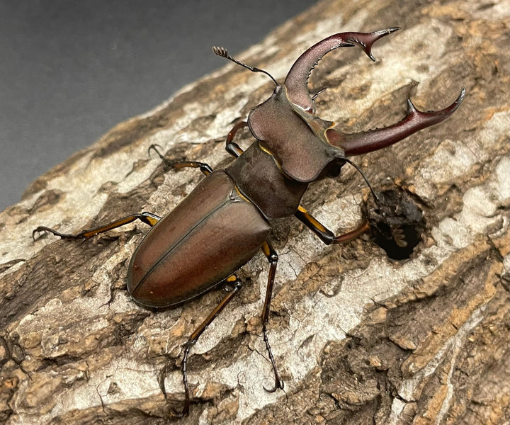 【WD】《フォントミヤマクワガタ 60mm ペア》