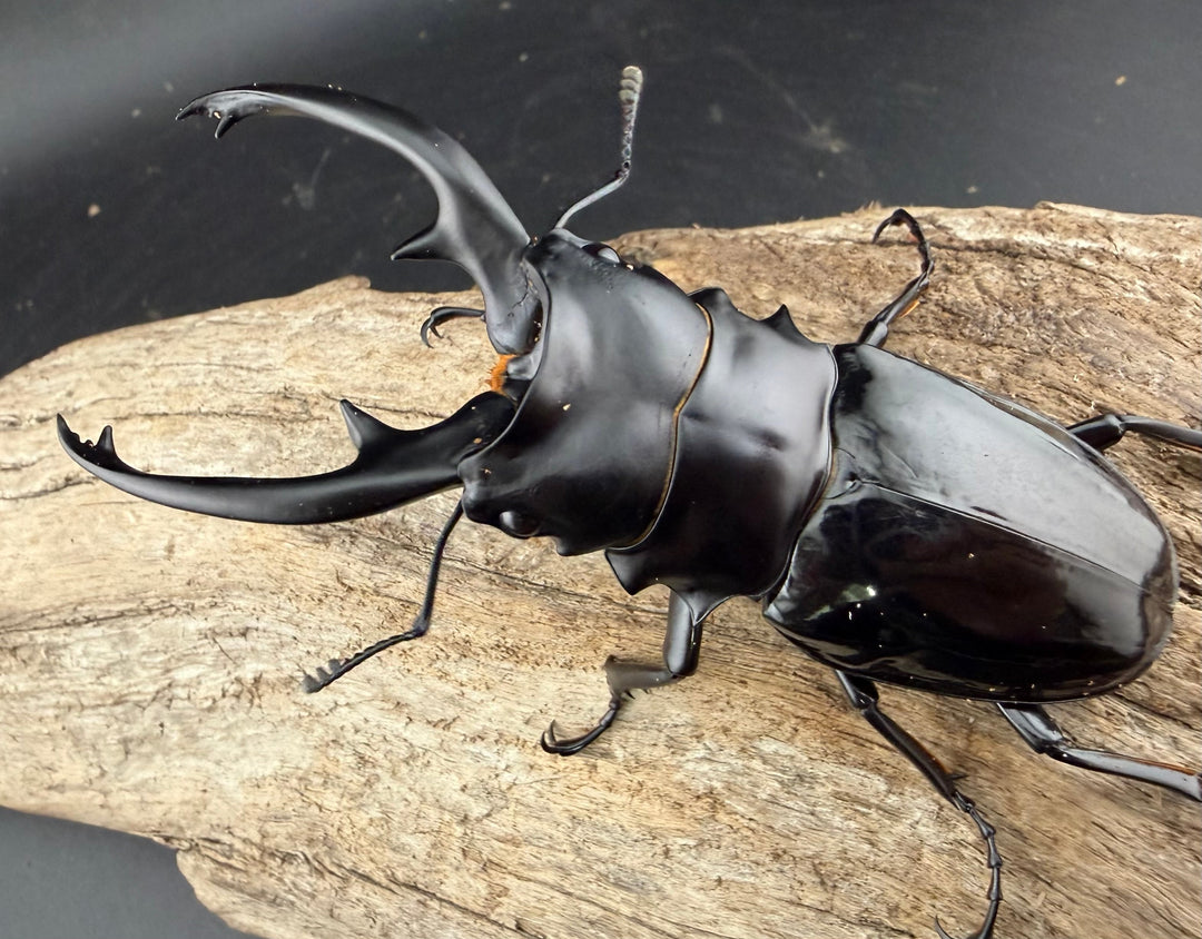 【WD】《インターメディアツヤクワガタ ネグロス島産 93mm ペア》