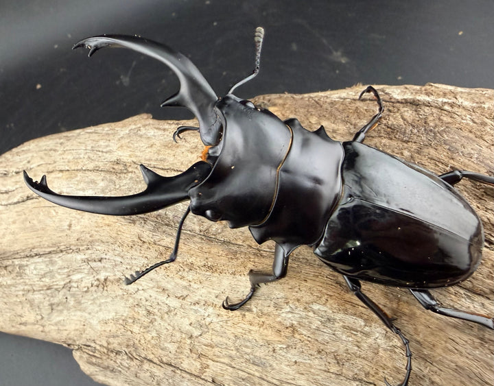 【WD】《インターメディアツヤクワガタ ネグロス島産 93mm ペア》