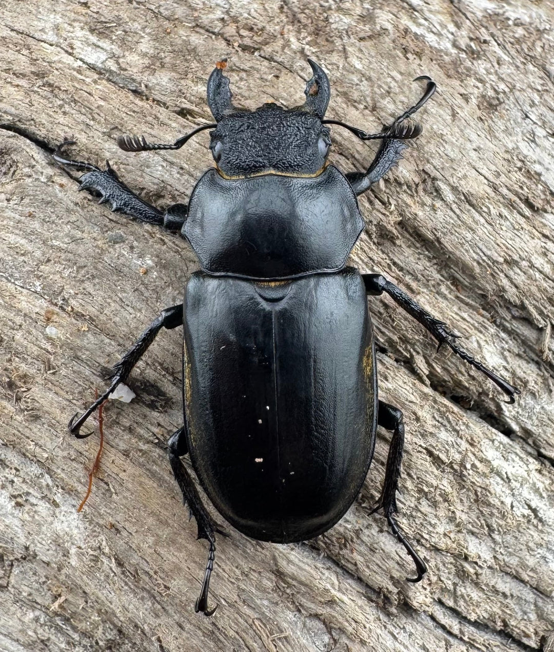 【WD】《フルキフェルミヤマ 61mm ペア》